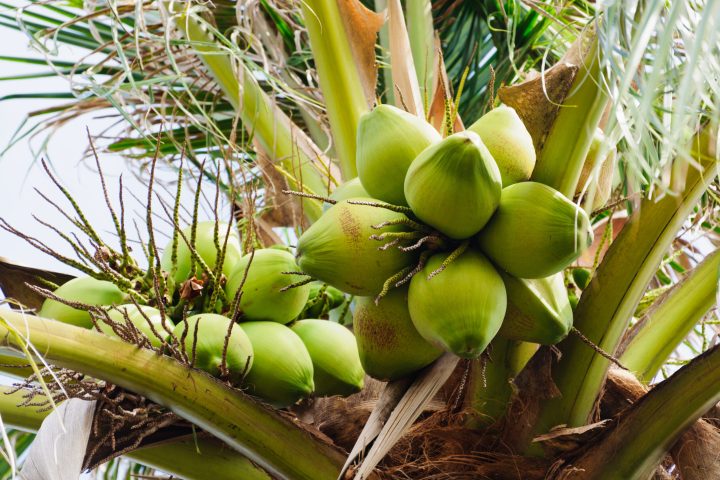 a bunch of green coconuts growing on a palm tree