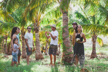 group of people standing in a palm tree coconut farm listening to tour guide