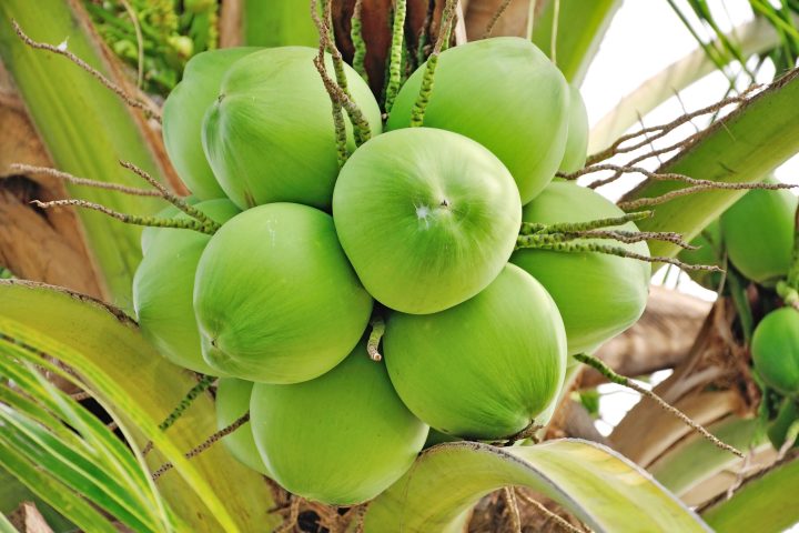 a coconut tree with green fruit and leaves