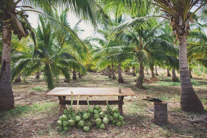 a wooden table and coconut bundles in a palm tree farm