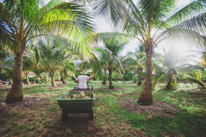 Man on an atv collecting coconut fruit from a palm tree farm