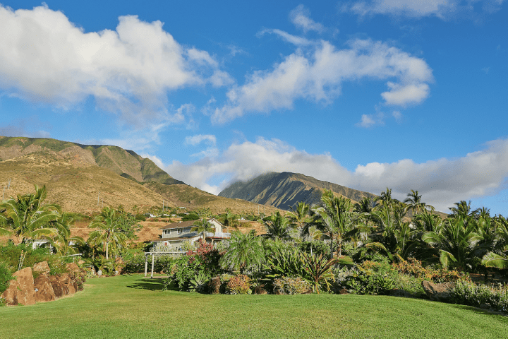 large green field with palm trees, mountains, and clouds in the background