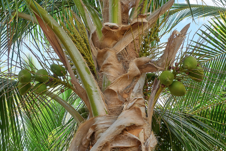 coconut palm tree branches