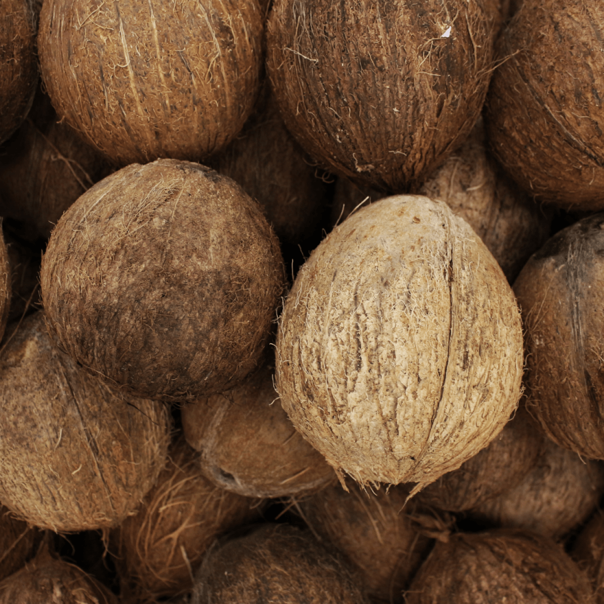 a pile of brown coconuts sitting on top of more coconuts