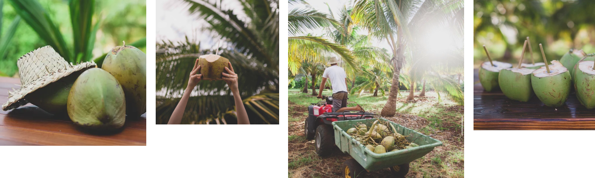 four images: straw hat on top coconuts, coconut drink in the air, coconut farm truck, and coconut drinks on the table.